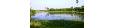 123. திருச்சிறுகுடி